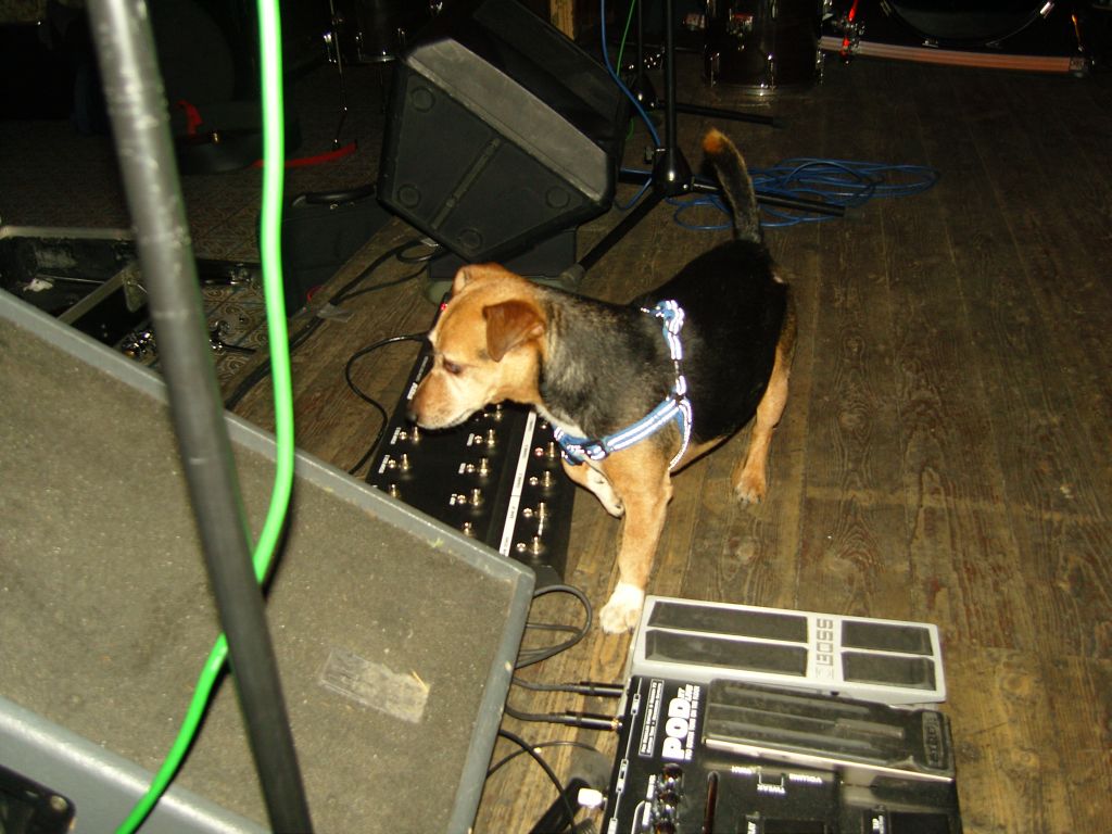 Sweaty Pants -  Apparatuur,Monitor,Hond,Jazz